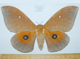Pseudobunaea irius